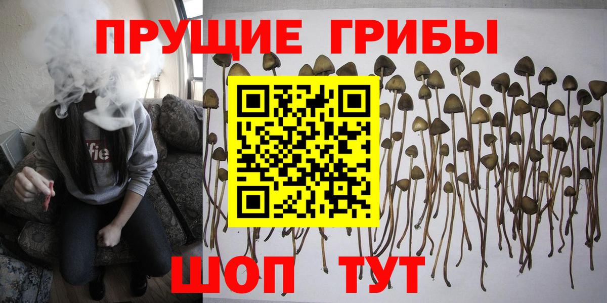 Псилоцибиновые грибы мицелий Северск